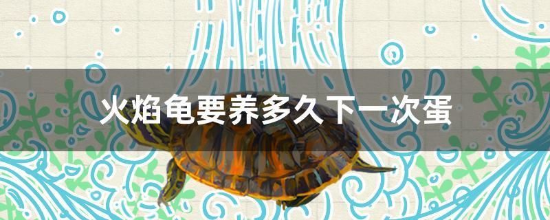 火焰龜要養多久下一次蛋