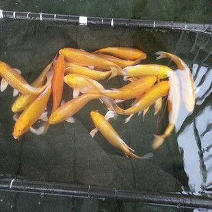 生日禮物魚缸擺件，一份寓意美好的獨特祝福，魚躍生輝，獨特魚缸擺件傳遞美好生日祝福 生日禮物魚缸擺件，一份寓意美好的獨特祝福，魚躍生輝，獨特魚缸擺件傳遞美好生日祝福 龍魚百科 第2張