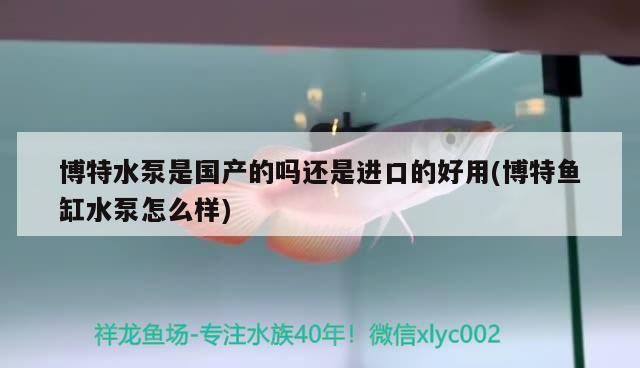 詳細閱讀:博特水泵是國產(chǎn)的嗎還是進口的好用(博特魚缸水泵怎么樣) 博特水泵是國產(chǎn)的嗎還是進口的好用(博特魚缸水泵怎么樣)