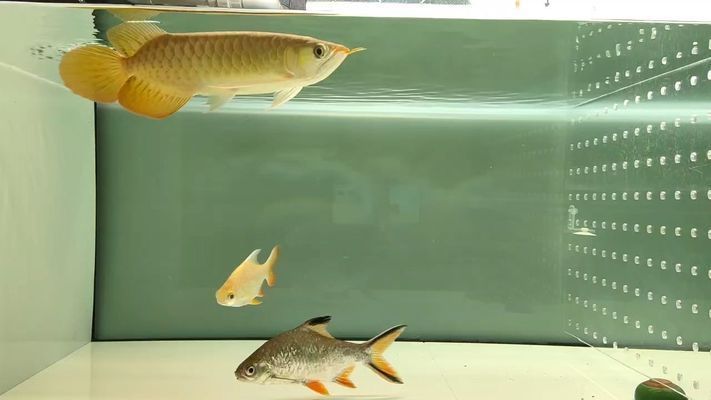 祥龍魚場的人工飼料價格是多少？，祥龍魚場人工飼料價格