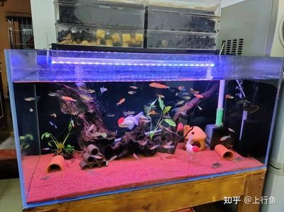 300升水的魚缸用多厚的玻璃：魚缸玻璃厚度如何選擇