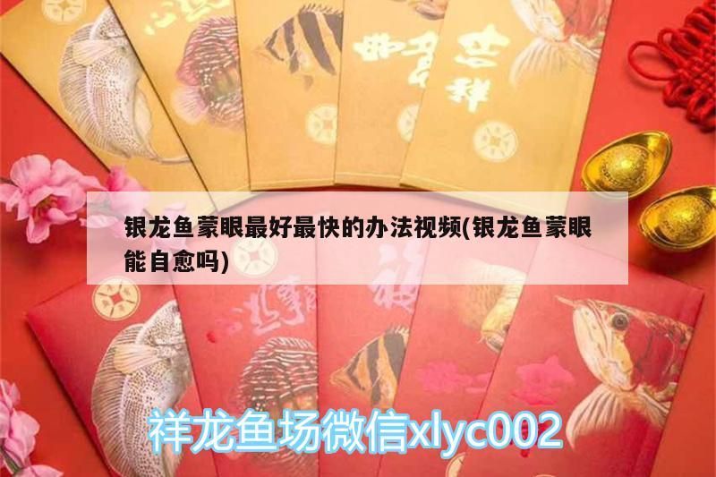 銀龍魚蒙眼最好最快的辦法視頻(銀龍魚蒙眼能自愈嗎)