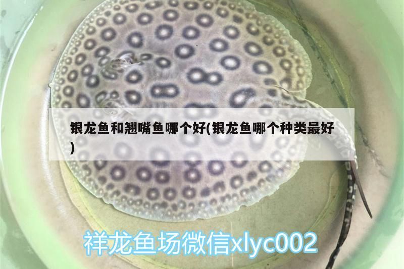 銀龍魚和翹嘴魚哪個好(銀龍魚哪個種類最好)