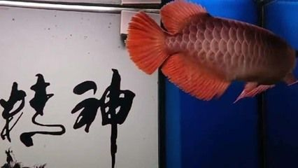 紅龍魚混養(yǎng)環(huán)境布置技巧：紅龍魚混養(yǎng)環(huán)境的布置 紅龍魚混養(yǎng)環(huán)境布置技巧：紅龍魚混養(yǎng)環(huán)境的布置 紅龍魚百科 第4張