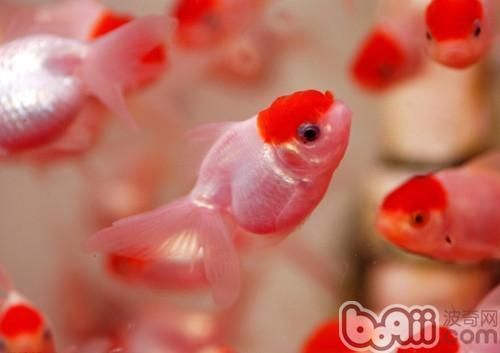 60厘米長魚缸養(yǎng)多少金魚好：60厘米的魚缸適合養(yǎng)什么魚？