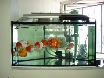 詳細閱讀:30的魚缸是什么意思:“30的魚缸”與“30的魚缸”的區別 30的魚缸是什么意思:“30的魚缸”與“30的魚缸”的區別