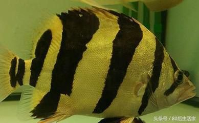 泰國虎魚與水虎魚區(qū)別，泰國虎魚與水虎魚的區(qū)別