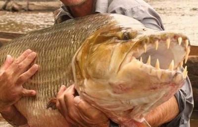 泰國虎魚與水虎魚區(qū)別，泰國虎魚與水虎魚的區(qū)別
