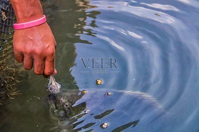 泰國虎魚與水虎魚區(qū)別，泰國虎魚與水虎魚的區(qū)別