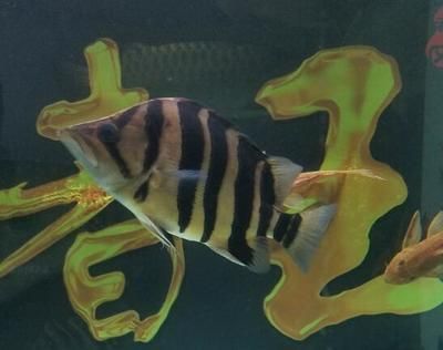 泰國虎魚與水虎魚區(qū)別，泰國虎魚與水虎魚的區(qū)別