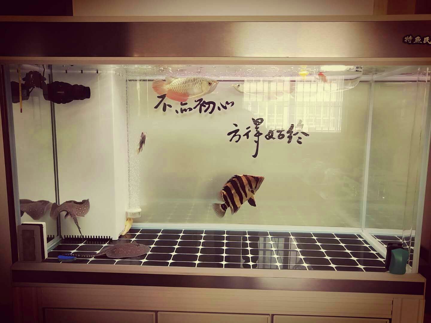 龍虎斗龍魚圈