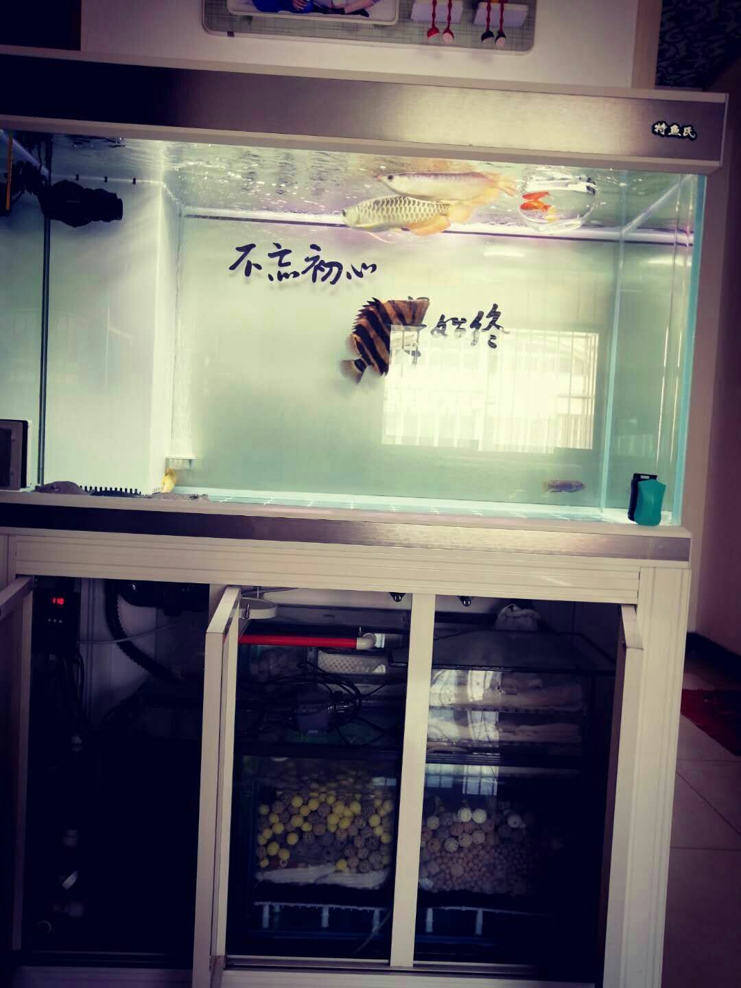 龍虎斗龍魚圈