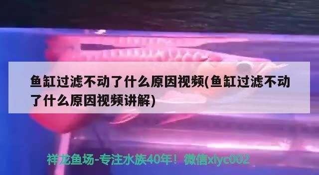 魚缸過濾不動了什么原因視頻(魚缸過濾不動了什么原因視頻講解) 魚缸過濾不動了什么原因視頻(魚缸過濾不動了什么原因視頻講解) 觀賞魚百科