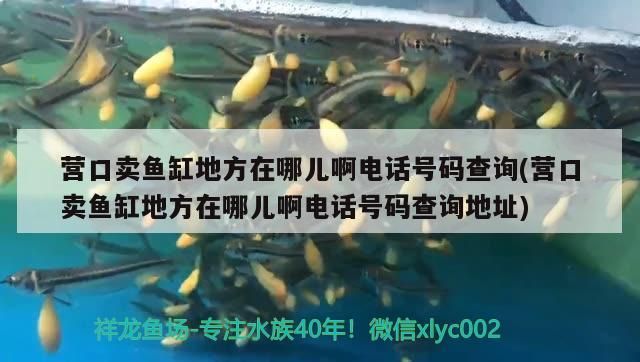 給大魚缸換水的作文:體驗給大魚缸換水的樂趣:體驗給大魚缸換水:給大魚缸換水的作文 營口賣魚缸地方在哪兒啊電話號碼查詢(營口賣魚缸地方在哪兒啊電話號碼查詢地址) 九鼎魚缸 營口賣魚缸地方在哪兒啊電話號碼查詢(營口賣魚缸地方在哪兒啊電話號碼查詢地址) 營口賣魚缸地方在哪兒啊電話號碼查詢(營口賣魚缸地方在哪兒啊電話號碼查詢地址) 九鼎魚缸