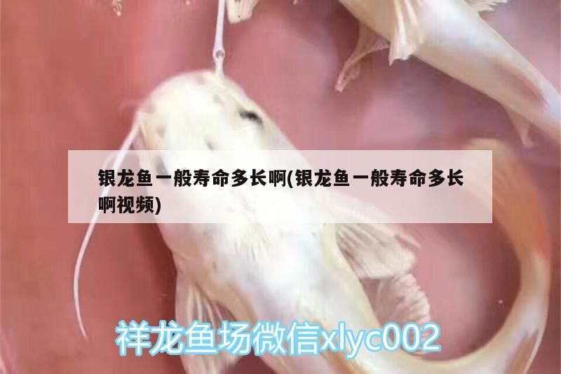 銀龍魚一般壽命多長啊(銀龍魚一般壽命多長啊視頻)
