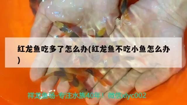 玉州龍魚的價格是多少？，主流觀賞龍魚價格對比表