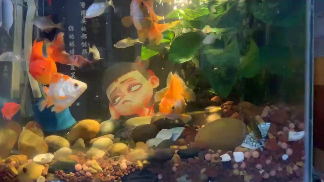 上班勞累了一天，下班回家看看魚兒