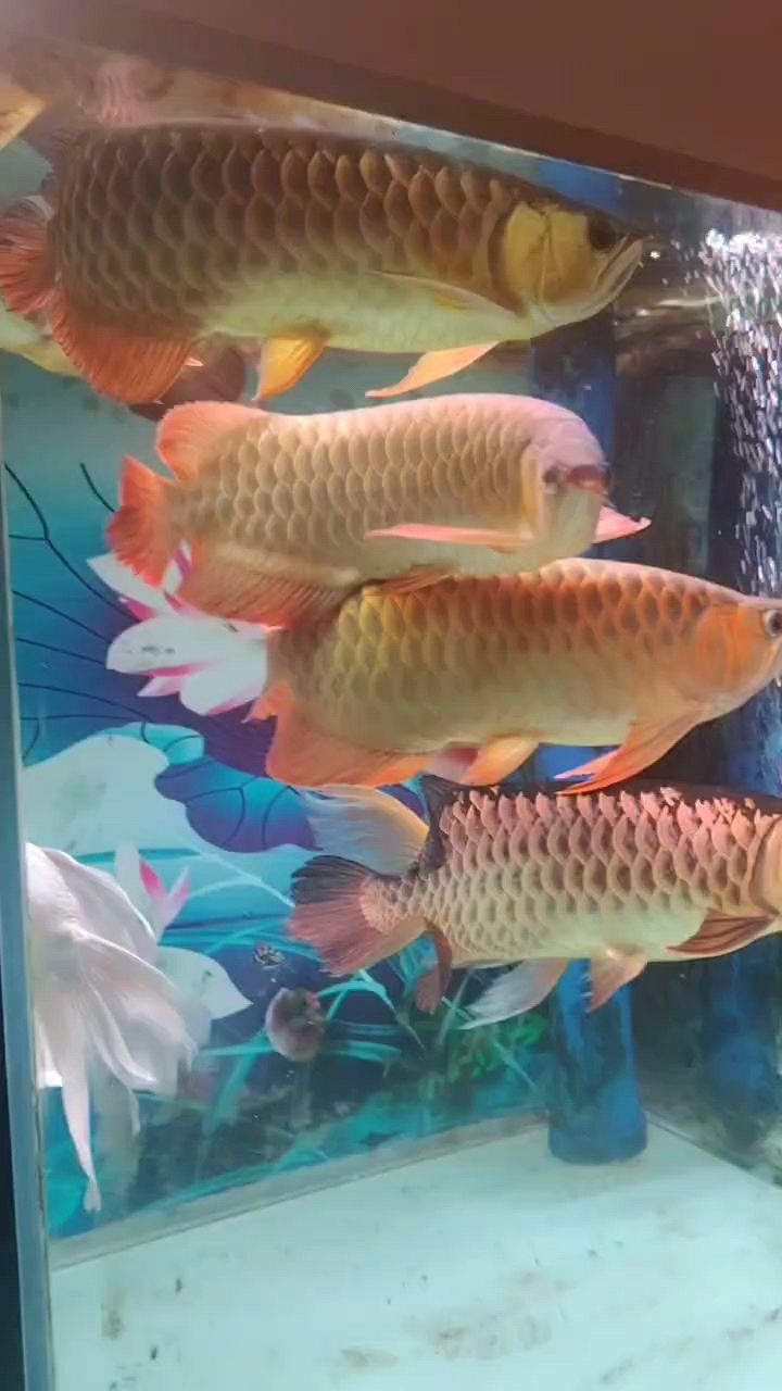 養魚真不愛看，只是盡義務，到家快一年了，金不金的，沒有一個大紅大紫的，網購須慎重喲。