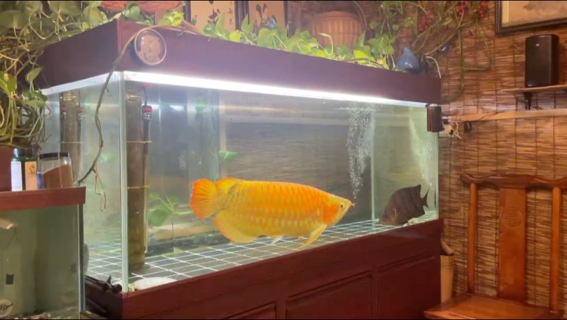休閑時刻看看魚