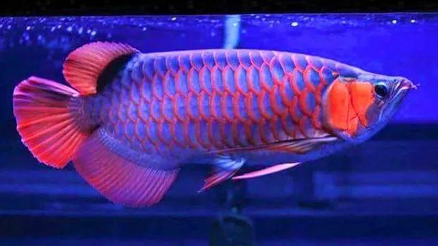 藍底缸養紅龍魚：藍底缸養殖紅龍魚的方法