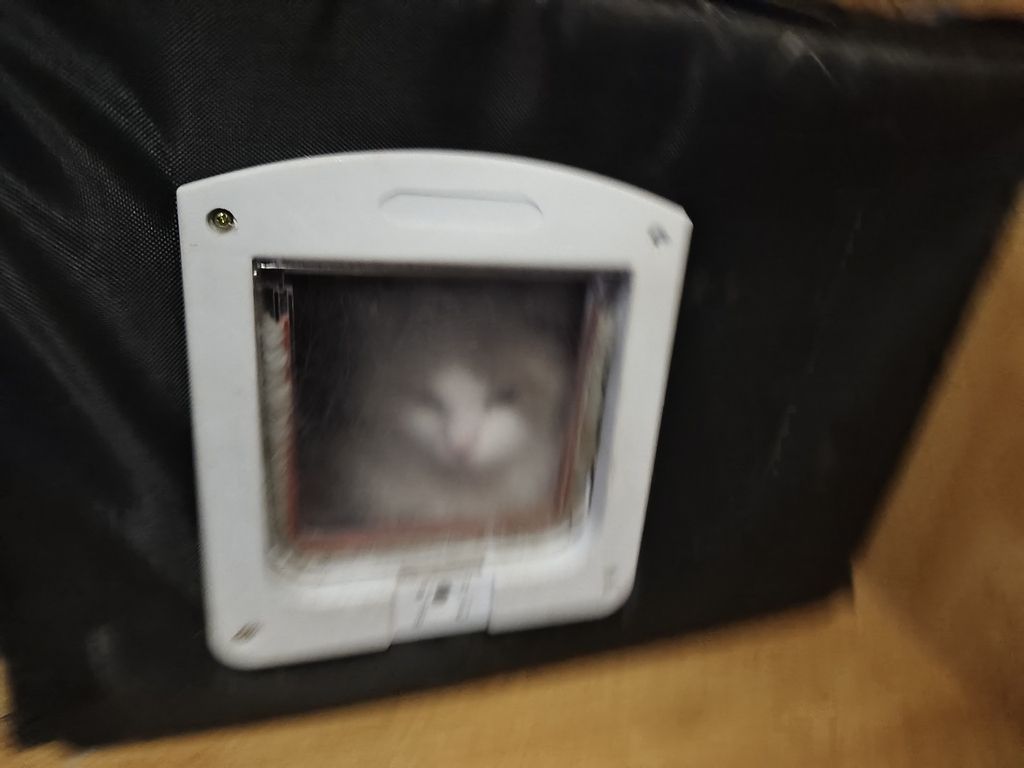 貓貓