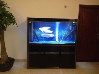 80cm魚缸多少升水：80cm魚缸能容納多少升水