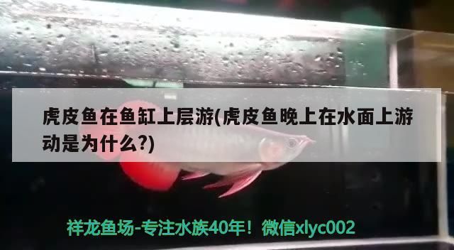 魚缸過濾系統(tǒng)原理圖玻璃和亞克力 魚缸過濾系統(tǒng)工作原理