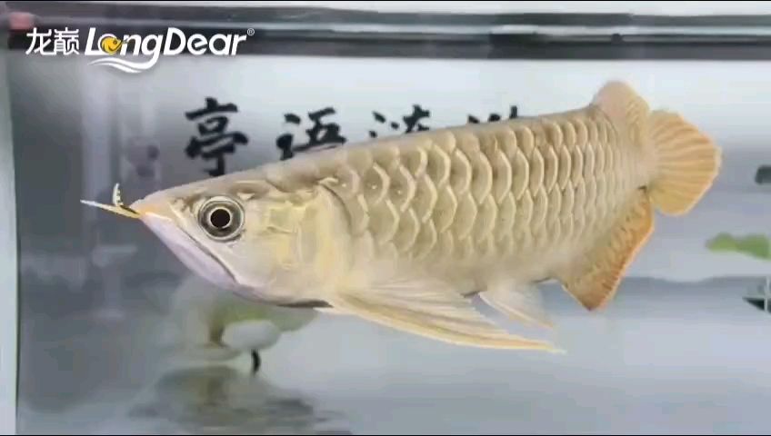 轉發603