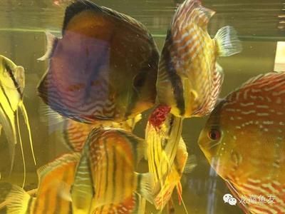 虎魚不吃食會不會餓死 虎魚不吃食會不會餓死 虎魚百科 第2張