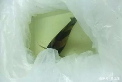 虎魚不吃食會不會餓死 虎魚不吃食會不會餓死 虎魚百科 第3張