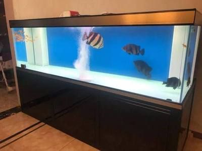 泰虎好不好養活呀：泰國虎魚好養活嗎 泰虎好不好養活呀：泰國虎魚好養活嗎 虎魚百科 第1張