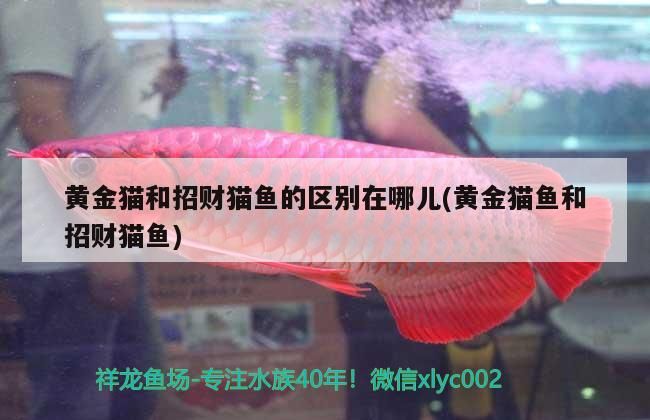 黃金貓和招財貓魚的區別在哪兒(黃金貓魚和招財貓魚)