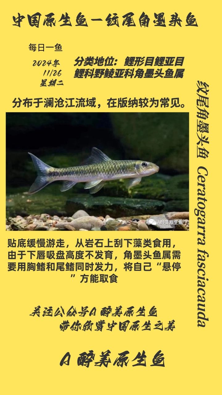 紋尾角墨頭魚