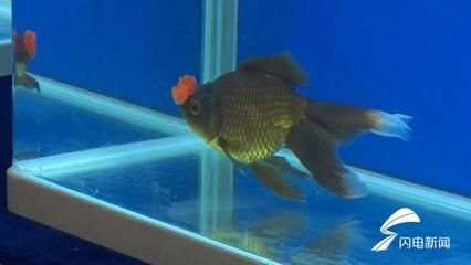 70厘米深魚缸可以養(yǎng)珍珠金魚：70厘米深的魚缸可以養(yǎng)珍珠金魚嗎？