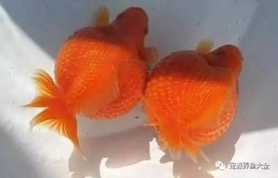 如何判斷紅龍魚是否認主，如何判斷一條紅龍魚是否認主