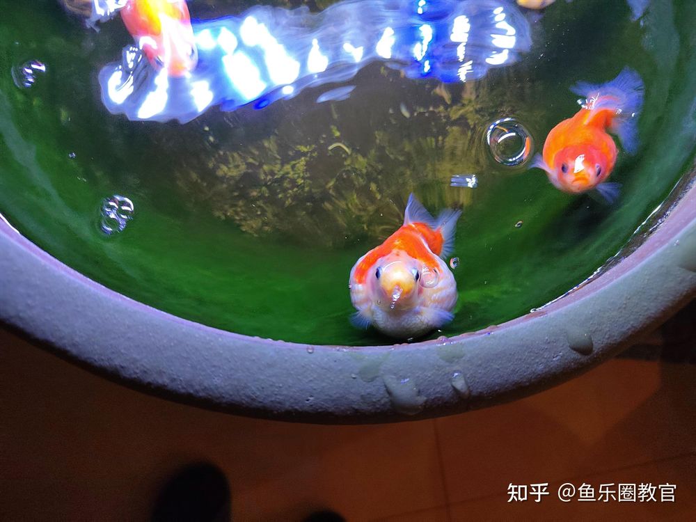 70厘米深魚缸可以養(yǎng)珍珠金魚：70厘米深的魚缸可以養(yǎng)珍珠金魚嗎？