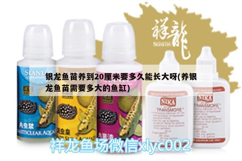 銀龍魚苗養到20厘米要多久能長大呀(養銀龍魚苗需要多大的魚缸) 銀龍魚苗養到20厘米要多久能長大呀(養銀龍魚苗需要多大的魚缸) 銀龍魚百科