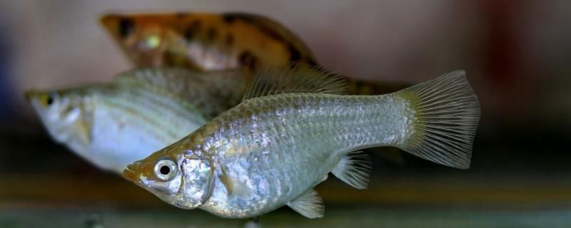 熱帶魚水霉病怎么治如何預防水霉病