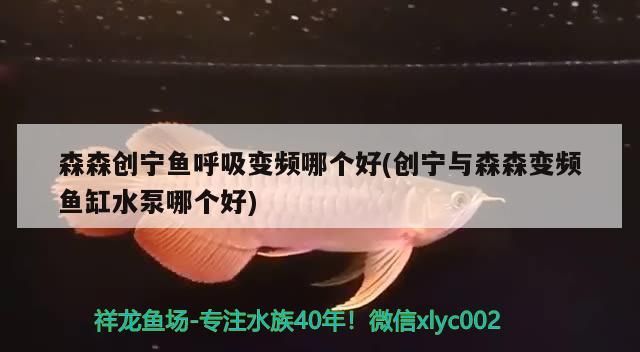 森森創寧魚呼吸變頻哪個好(創寧與森森變頻魚缸水泵哪個好)