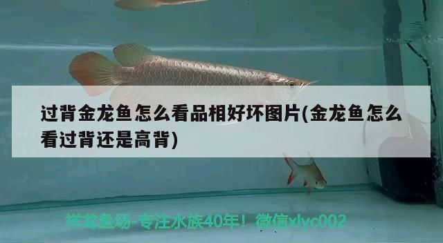 過(guò)背金龍魚怎么看品相好壞圖片(金龍魚怎么看過(guò)背還是高背)
