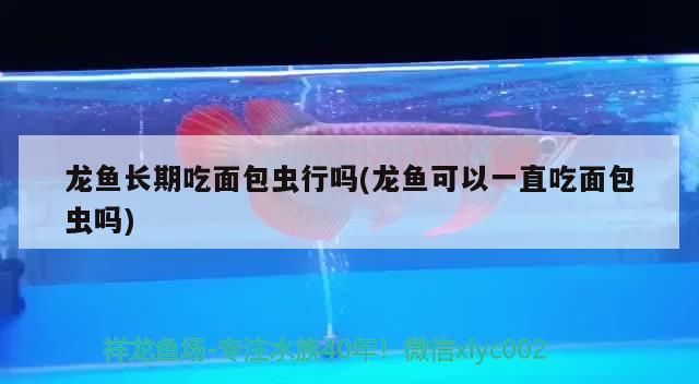 龍魚(yú)長(zhǎng)期吃面包蟲(chóng)行嗎(龍魚(yú)可以一直吃面包蟲(chóng)嗎)
