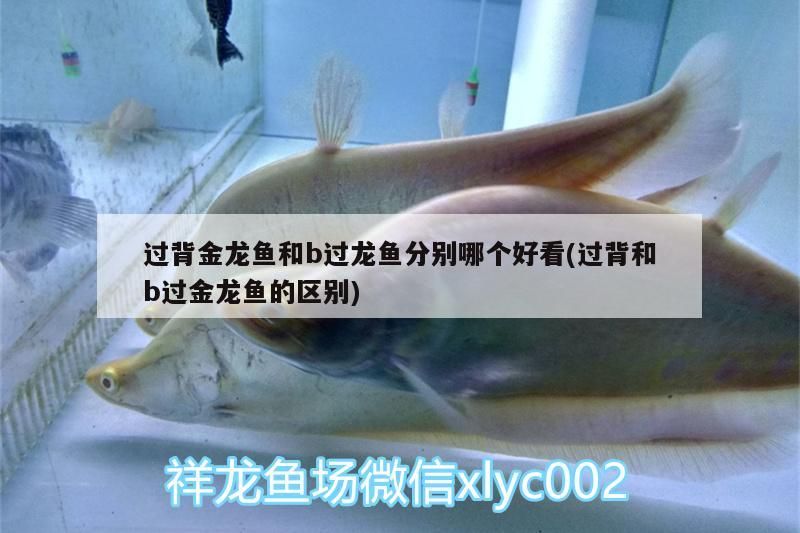 過背金龍魚和b過龍魚分別哪個好看(過背和b過金龍魚的區別)