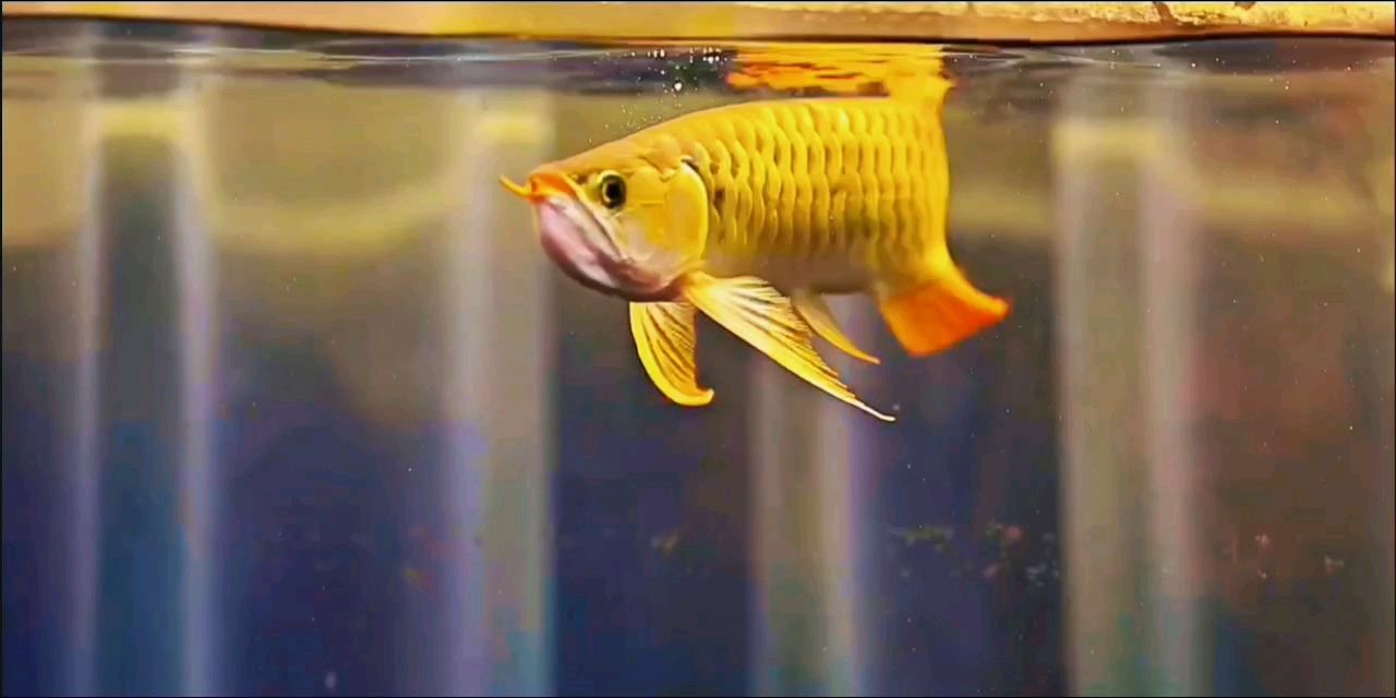 擁有這條龍，我就不換魚了。