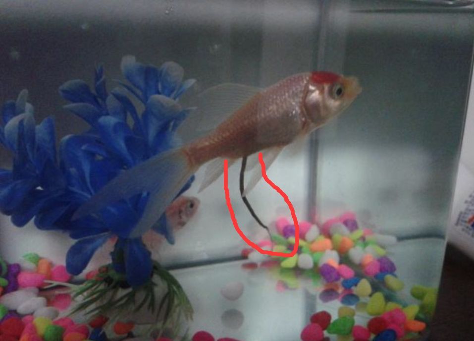 觀賞魚治療白點除了升溫需要加鹽嗎？（治療觀賞魚白點病的方法）