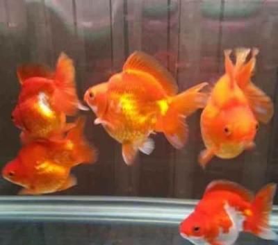 觀賞魚治療白點除了升溫需要加鹽嗎？（治療觀賞魚白點病的方法）