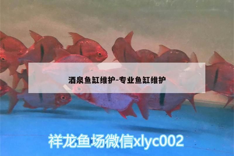 酒泉魚缸維護:專業魚缸維護 酒泉魚缸維護:專業魚缸維護 黃金貓魚百科