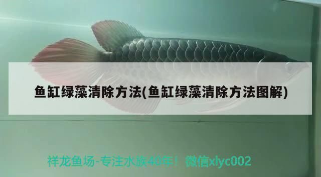 魚缸綠藻清除方法(魚缸綠藻清除方法圖解)