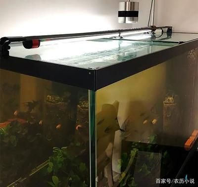 80厘米的魚缸要加拉筋嗎：魚缸是否需要加拉筋