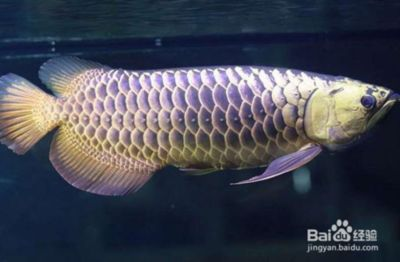 金龍魚燒須可以恢復嗎？：金龍魚燒須后如何調整飲食，金龍魚燒須的日常預防技巧