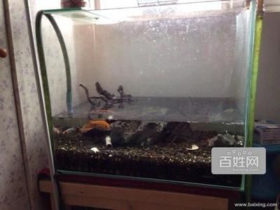 60公分魚缸價(jià)格及圖片視頻講解：60公分魚缸價(jià)格及圖片視頻講解60公分魚缸價(jià)格